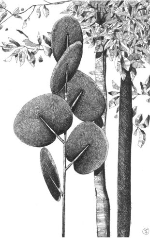 caimi_botanica (2)
