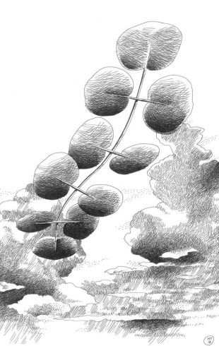 caimi_botanica (4)
